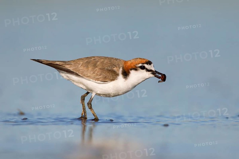 Red-capped Plover (Charadrius ruficapillus) male foraging, Victoria, Australia