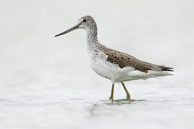 Common Greenshank (Tringa nebularia), Victoria, Australia