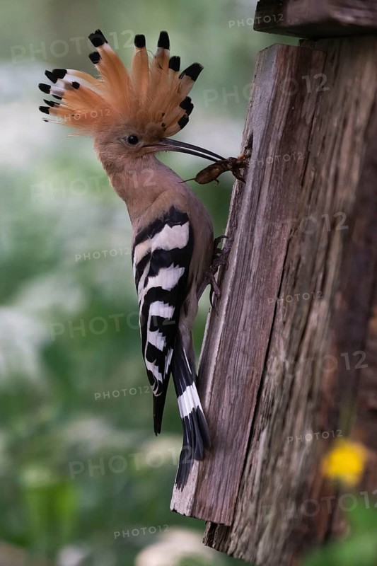 Hoopoe (Upupa epops) with food for the young birds at the nesting box with mole cricket as prey, Upper Spreewald, Brandenburg, Germany