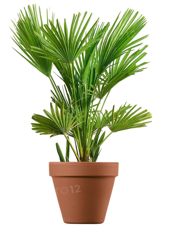 Dwarf palm (Chamaerops humilis) in a planter against a white background, studio photo