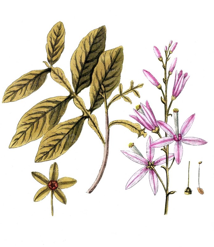 Quassia amara, Brazilian Quassia tree, digital reproduction of a historical model, between 1790 and 1810