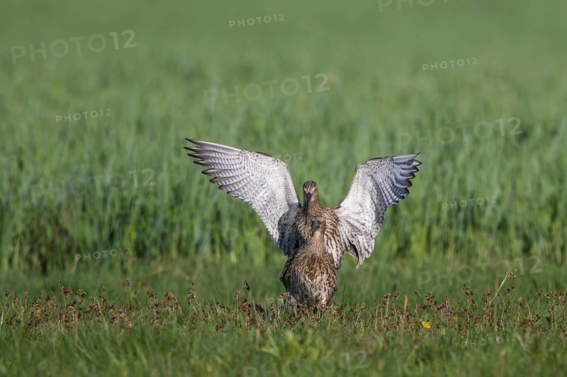 Eurasian Curlew (Numenius arquata) pair mating, North Rhine-Westpalia, Germany