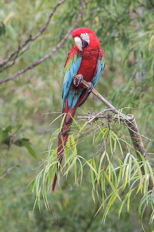 Red-and-green Macaw (Ara chloroptera) perched on a branch in Manu National Park, Peru