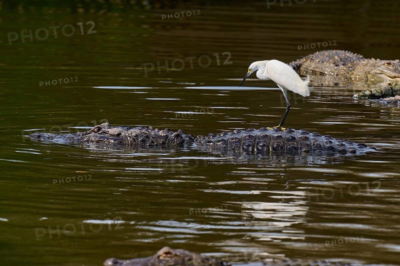 A heron watches attentively while standing on a crocodile in the water, Great Egret (Egretta thula), American Alligator (Alligator mississippiensis), Orlando, Florida, USA