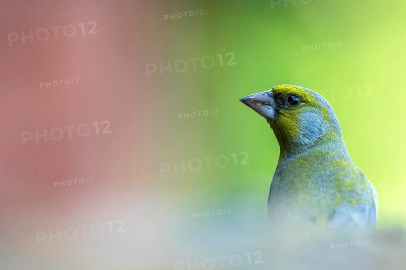 European Greenfinch (Chloris chloris), Carpathian Mountains, Romania