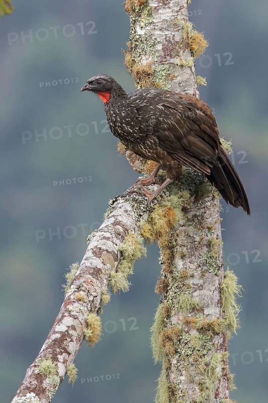 Dusky-legged Guan (Penelope obscura) perched on a branch in the Atlantic rainforest of southeast Brazil