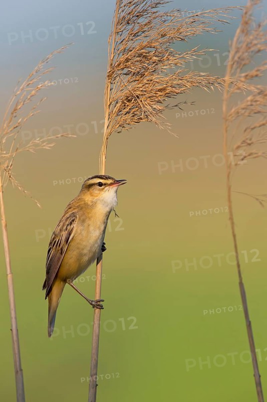 Schilfrohrsänger, Sedge Warbler, Acrocephalus schoenobaenus, Phragmite des joncs, Carricerín Común