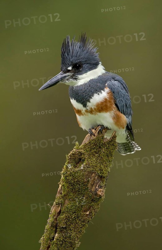 Belted Kingfisher (Megaceryle alcyon), Texas, USA