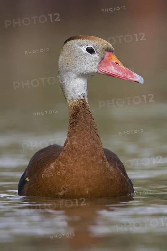 Black-bellied Whistling Duck (Dendrocygna autumnalis), Texas, USA