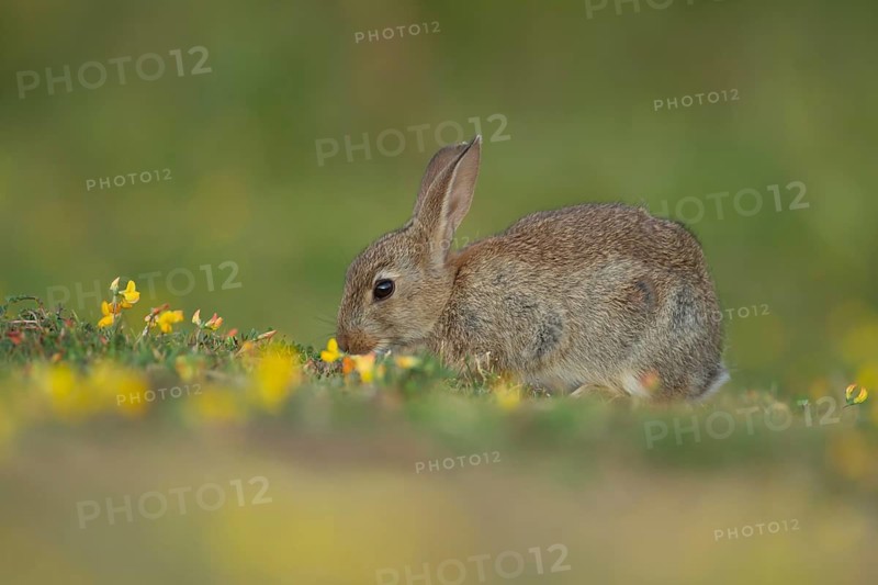 Rabbit (Oryctolagus cuniculus) juvenile baby bunny animal feeding in grassland amongst Birds-foot trefoil flowers in summer, Suffolk, England, United Kingdom