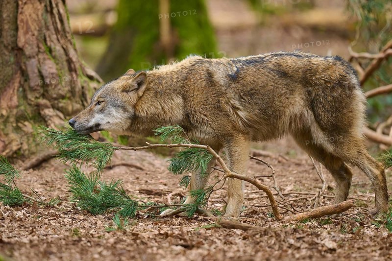 A wolf sniffs curiously at a pine branch in the forest, Wolf (Canis Lupus), Germany