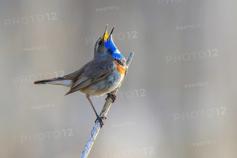 Bluethroat (Luscinia svecica cyanecula) male singing, Netherlands