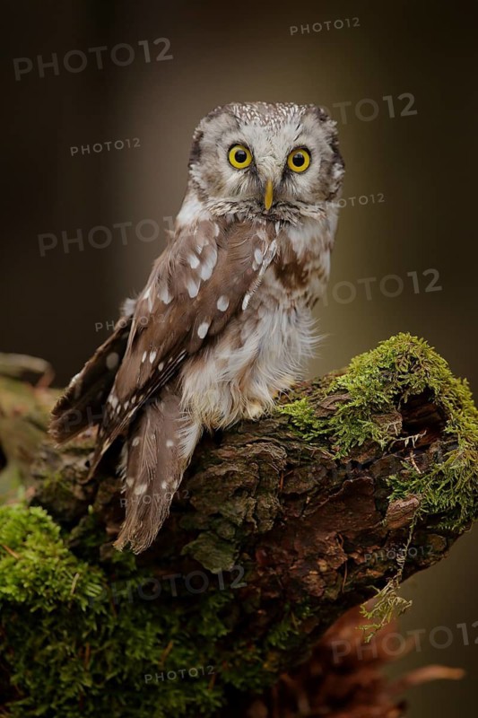 Small bird Boreal owl, Aegolius funereus, sitting on the stone with clear green forest in background and yellow flowers, animal in the nature habitat, Germany