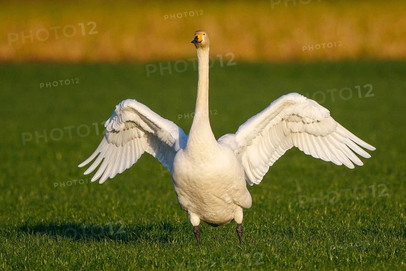 Whooper Swan (Cygnus cygnus) flapping wings, North Rhine-Westphalia, Germany