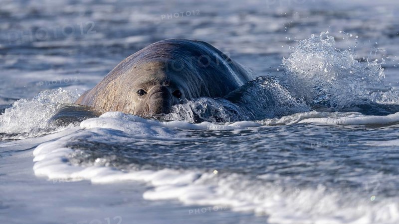 Southern elephant seal (Mirounga leonina), male, swimming in the surf, head protruding from the water, Península Valdés, Chubut province, Argentina