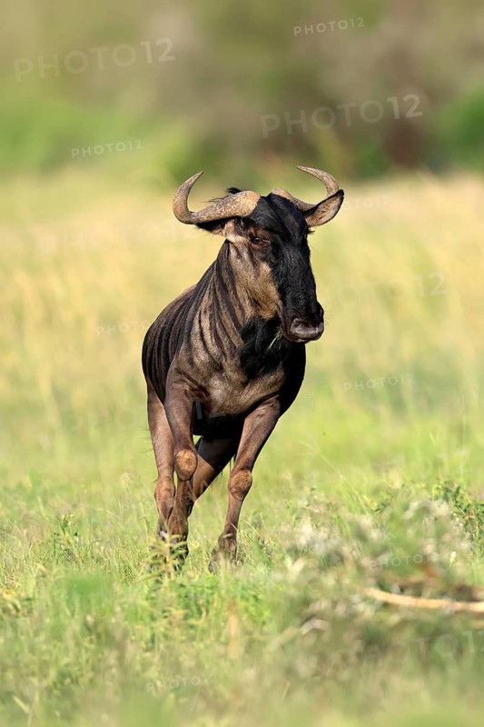 Blue wildebeest (Connochaetes taurinus), adult, jumping, running, Pilanesberg National Park, North West Province, South Africa