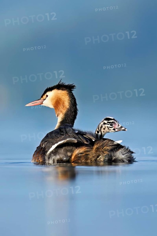 Great Crested Grebe (Podiceps Scalloped ribbonfish), with chicks in plumage swimming in the water, Lake Zug, Canton Zug, Switzerland