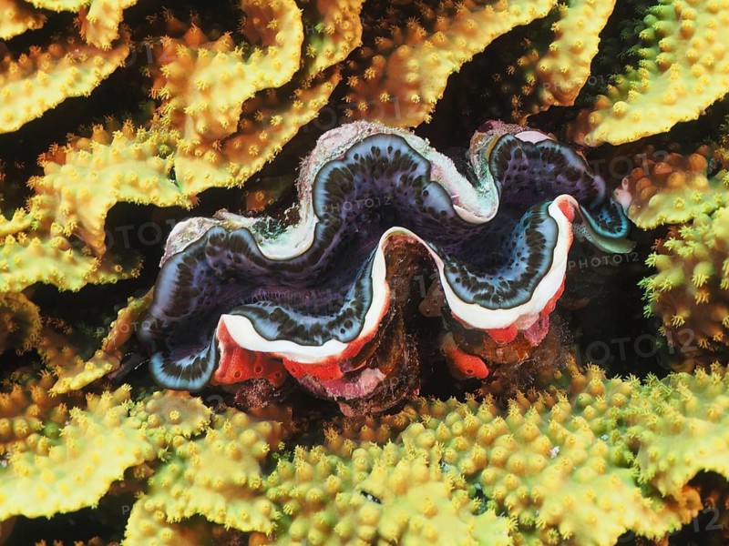 Common giant clam (Tridacna maxima)