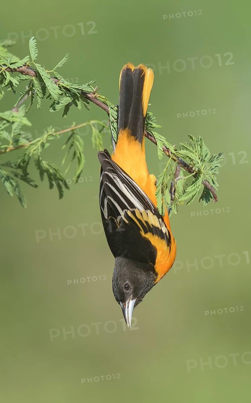 Baltimore Oriole (Icterus galbula) male, Texas, USA