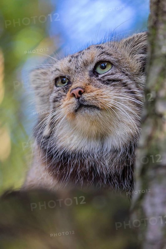 Portrait of a Pallas's cat (Otocolobus manul) or Manul. Least concern species on the IUCN Red List since 2020