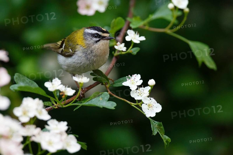 Common Firecrest (Regulus ignicapilla), Asturias, Spain