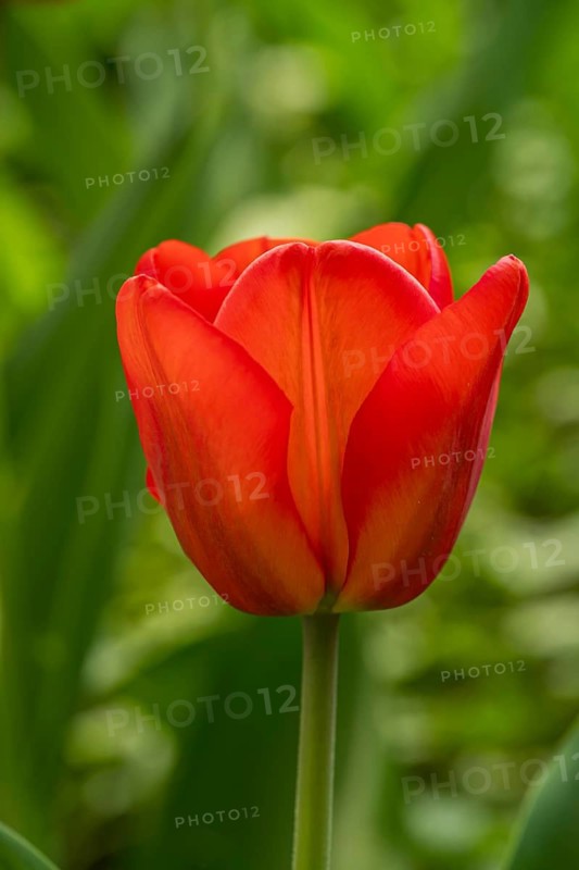 A vibrant red tulip stands gracefully against a lush green background, showcasing its delicate petals and sturdy stem. This striking flower embodies beauty and elegance