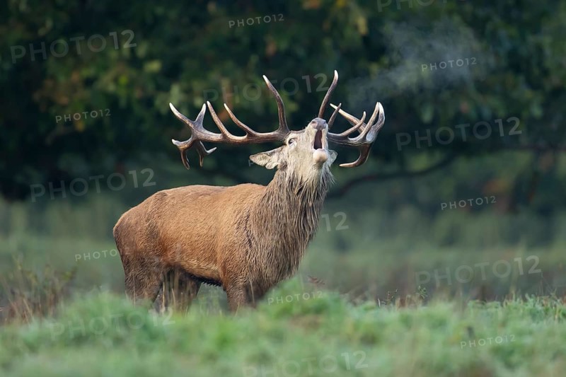 Red deer (Cervus elaphus) adult male stag animal roaring during the rut in autumn, England, United Kingdom