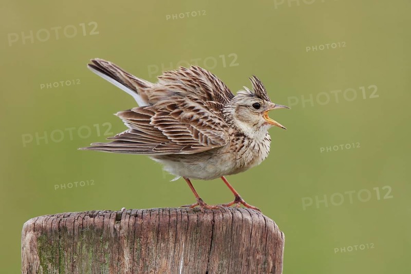 Eurasian Skylark (Alauda arvensis) singing from pale, North Rhine-Westphalia, Germany