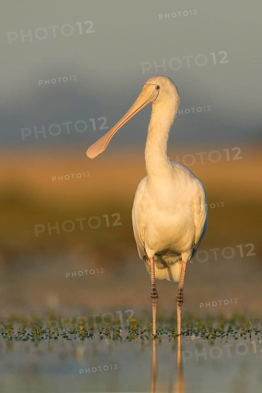 Yellow-billed Spoonbill (Platalea flavipes) foraging, Victoria, Australia