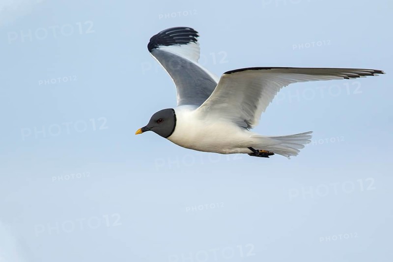 Sabine's Gull (Xema sabini) flying over a small pond on the tundra in Northern Alaska