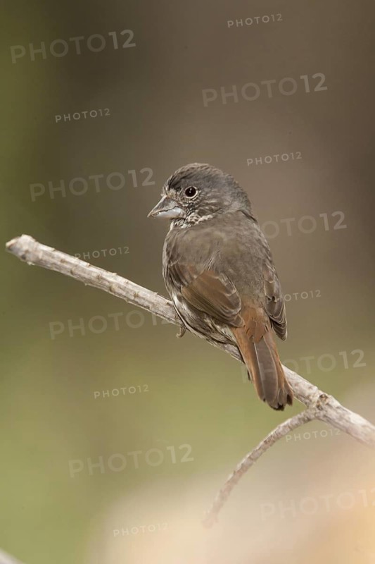 Thick-billed Fox Sparrow (Passerella megarhyncha) male, California, USA