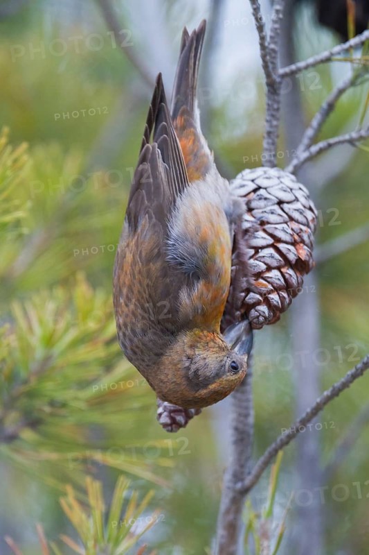 Common Crossbill - Fichtenkreuzschnabel - Loxia curvirostra ssp. polyogyna, Morocoo, adult male