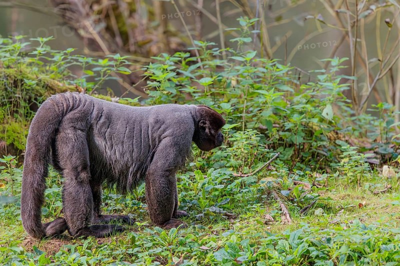 A brown woolly monkey (Lagothrix lagothricha) walks on the forest floor, collecting food. Brazil, South America