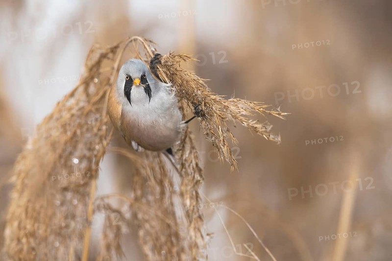 Bearded Reedling (Panurus biarmicus) male perched on reed, Piedmont, Italy