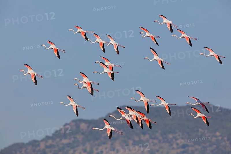 Pink flamingo, (Phoenicopterus ruber), Phoenicopterus roseus, animals, birds, flamingo, biotope, habitat, waters, foraging, flock of birds, group, Lesvos, Greece
