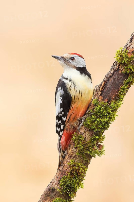 Middle spotted woodpecker (Dendrocopos medius), male sitting on an old branch overgrown with moss, Wildlife, Animals, Birds, Woodpeckers, Siegerland, North Rhine-Westphalia, Germany