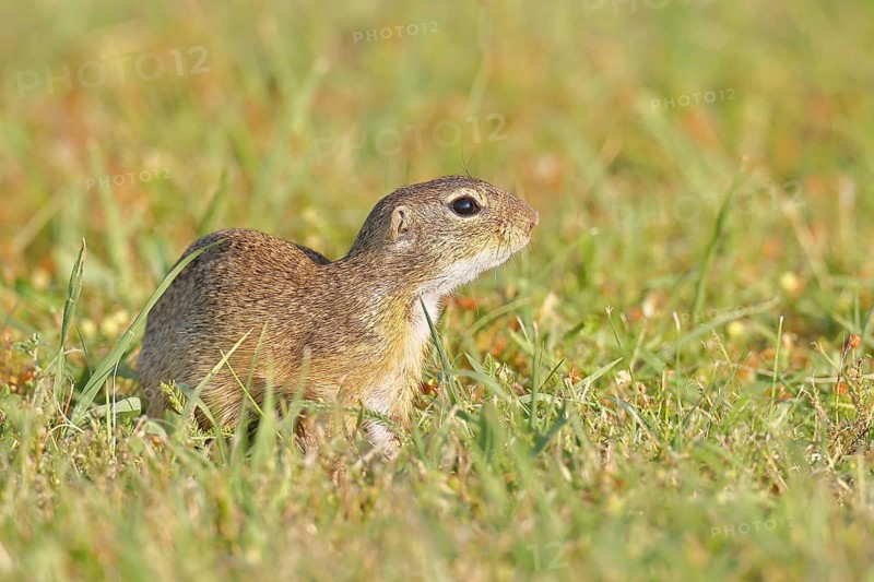 European ground squirrel (Spermophilus citellus) in a meadow, Burgenland Austria