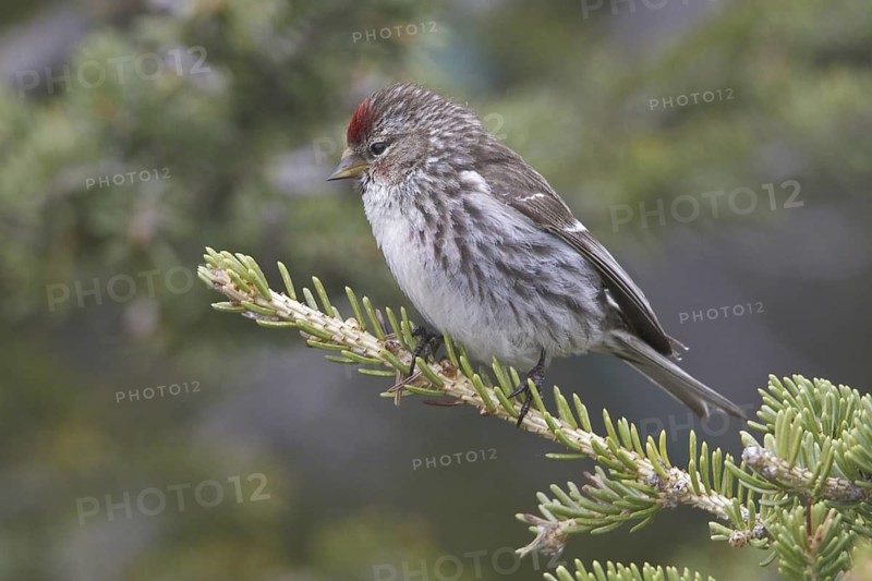 Common Redpoll (Acanthis flammea), Manitoba, Canada