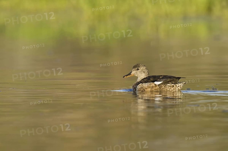 Gadwall (Mareca strepera) female, Arizona, USA
