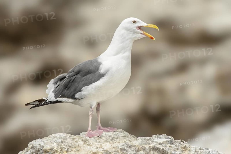 Western Gull (Larus occidentalis) calling, California, USA