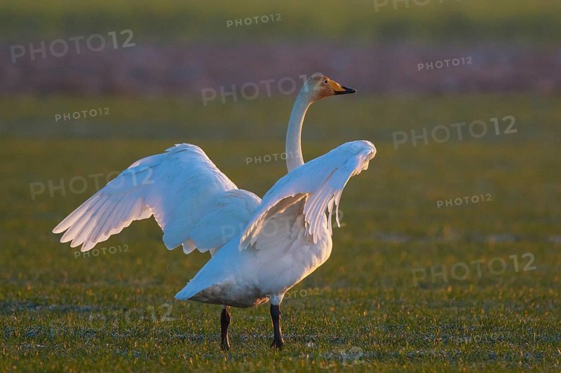 Whooper Swan (Cygnus cygnus) flapping wings, North Rhine-Westphalia, Germany