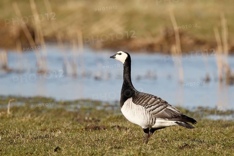 Barnacle Goose (Branta leucopsis), Netherlands
