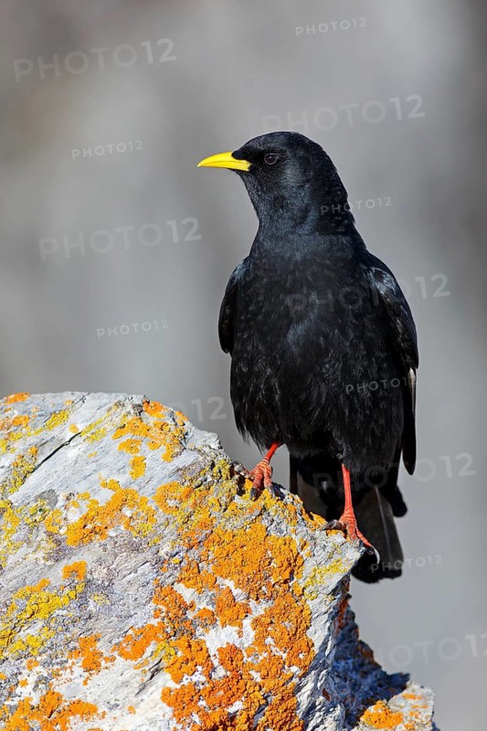 Alpine Chough (Pyrrhocorax graculus), Valais, Switzerland
