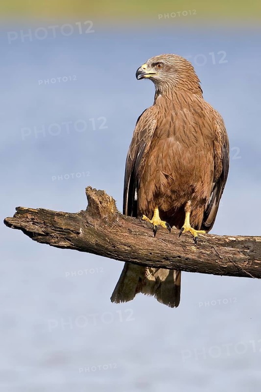Black Kite (Milvus migrans), Saxony-Anhalt, Germany
