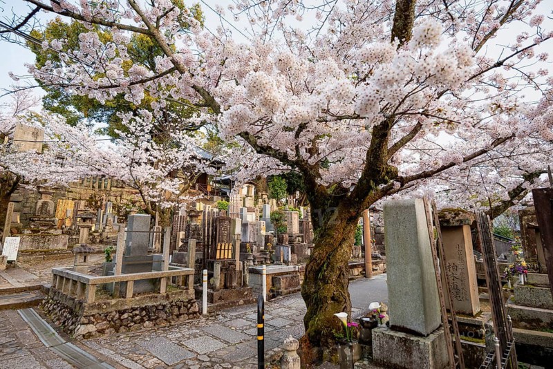 Cemetery and cherry blossom at sunset, Konkai-Komyoji Temple, Kurodanicho, Kyoto, Japan