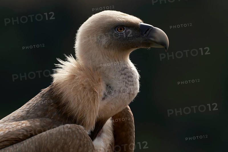Griffon Vulture (Gyps fulvus), Castile and Leon, Spain