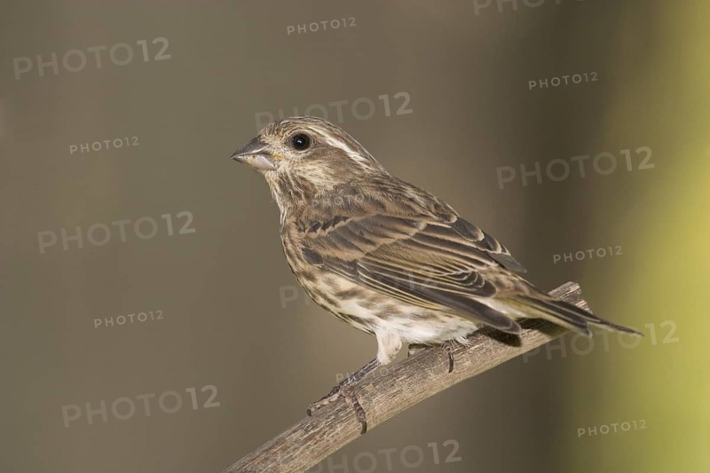 Purple Finch Carpodacus purpureus Tamrack, Aitkin County, Minnesota, USA 6 September Juvenile Emberizidae