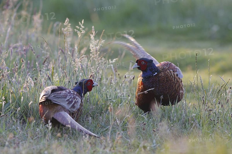 Common Pheasant (Phasianus colchicus) male, Texel, Netherlands