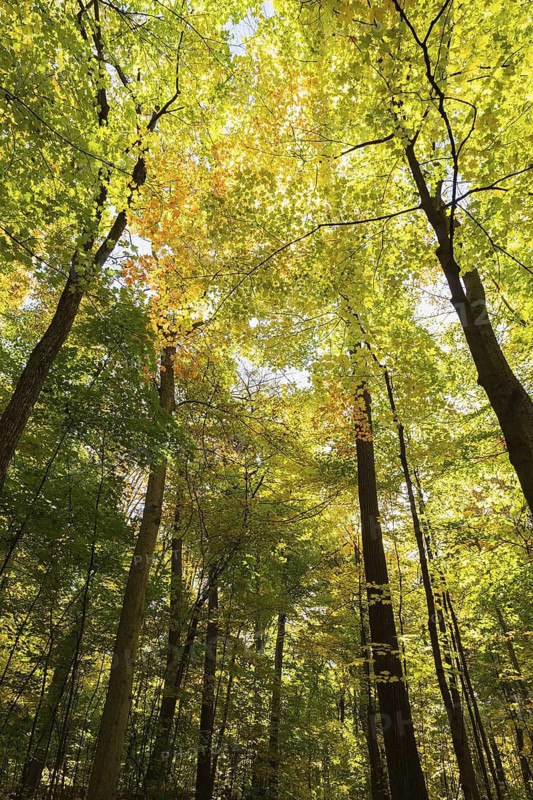 Looking up at tall silhouetted Acer - Maple and Betula - Birch trees with abundant backlighted yellow and green leaves in mixed forest in autumn, Quebec, Canada