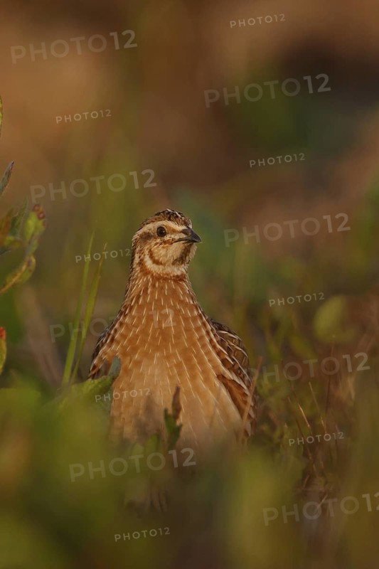 Common Quail (Coturnix coturnix), Mallorca, Spain